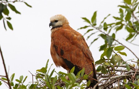 Black-collared Hawk Busarellus nigricollis Araras Lodge, Brazil